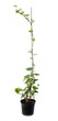 Photo : Lierre Hedera canariensis Lierre Hedera canariensis