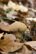 mushroom Raincoat