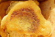 Honeycomb pieces in bright sunlight