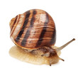 Garden Snail