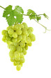 Grape leaves isolated