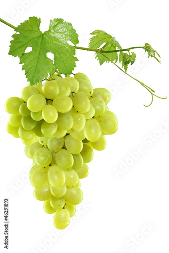 Photo: Grape leaves isolated Grape leaves isolated