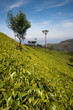 Tea Fields