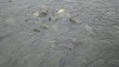 Silver Barb in the plentiful Chao Phraya river, Thailand