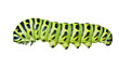 Сaterpillar of swallowtail 6