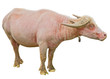 Water Buffalo