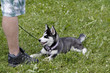 Husky-Welpe