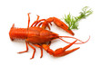 Photo : the red lobster the red lobster
