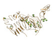 Human Epidermal Growth Factor Receptor 2 (Her2, Neu, CD340)