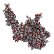 Human Epidermal Growth Factor Receptor 2 (Her2, Neu, CD340)