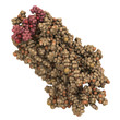 Substance P neuropeptide molecule, chemical structure.