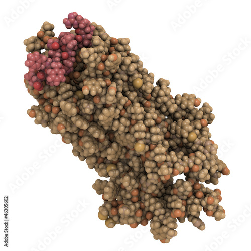 Illustration: Substance P neuropeptide molecule, chemical structure. Substance P neuropeptide molecule, chemical structure.