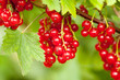Photo: Red currants in the garden Red currants in the garden
