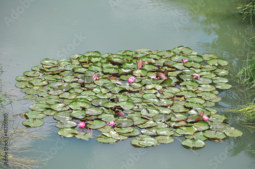 Photo: Water Lily Water Lily