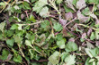 Texture of fresh nettle leaves