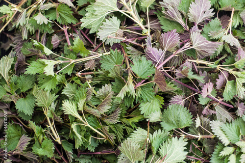 Photo: Texture of fresh nettle leaves Texture of fresh nettle leaves