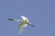 Spoonbill (Platalea leucorodia)