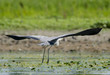 Grey Heron (Ardea Cinerea)