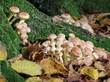 Ziegelroter Schwefelkopf im Reinhardswald