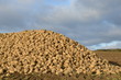 Photo : Zuckerrüben Zuckerrüben