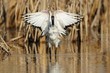 Ibis sacro in simmetria perfetta