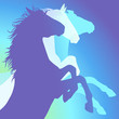 three horses
