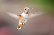 Kolibri