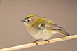 Wintergoldhähnchen