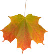 Changing Maple Leaf