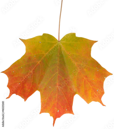 Photo: Changing Maple Leaf Changing Maple Leaf