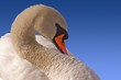 Mute Swan on Blue Sky