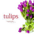 purple tulips