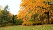 Video: oak in the autumn meadow oak in the autumn meadow
