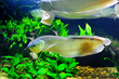 Aquarium