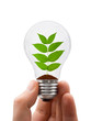 Hand with lamp and plant