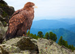 eagle on rock