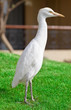 Egyptian heron bird