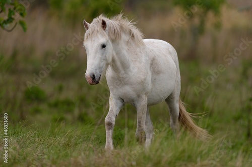 Photo: Cavallo bianco Cavallo bianco