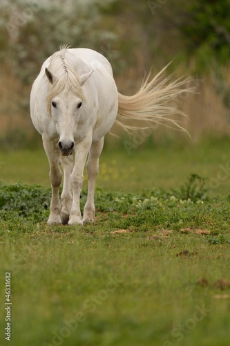 Photo: Cavallo bianco Cavallo bianco