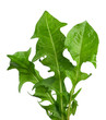 Dandelion leaves