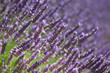 Lavendel in voller Blüte