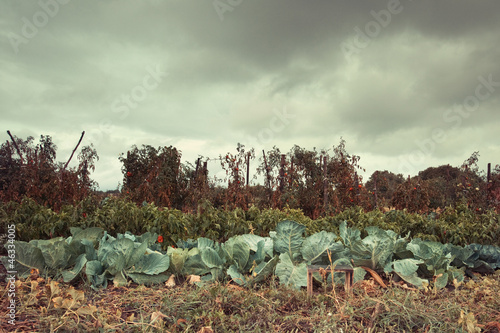 Photo: organic food organic food