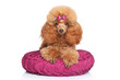 Toy poodle puppy lying on pillow