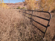dry yellow grass