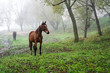 Grazing Horse