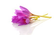 spring flowers