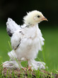Foto: Küken Küken