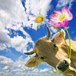 Geburtstag: Kuh schenkt Blumen