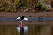 Black-Winged Stilt