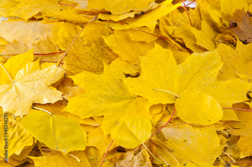 Photo: yellow autumn maple leaves yellow autumn maple leaves